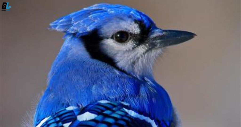 Blue Jay