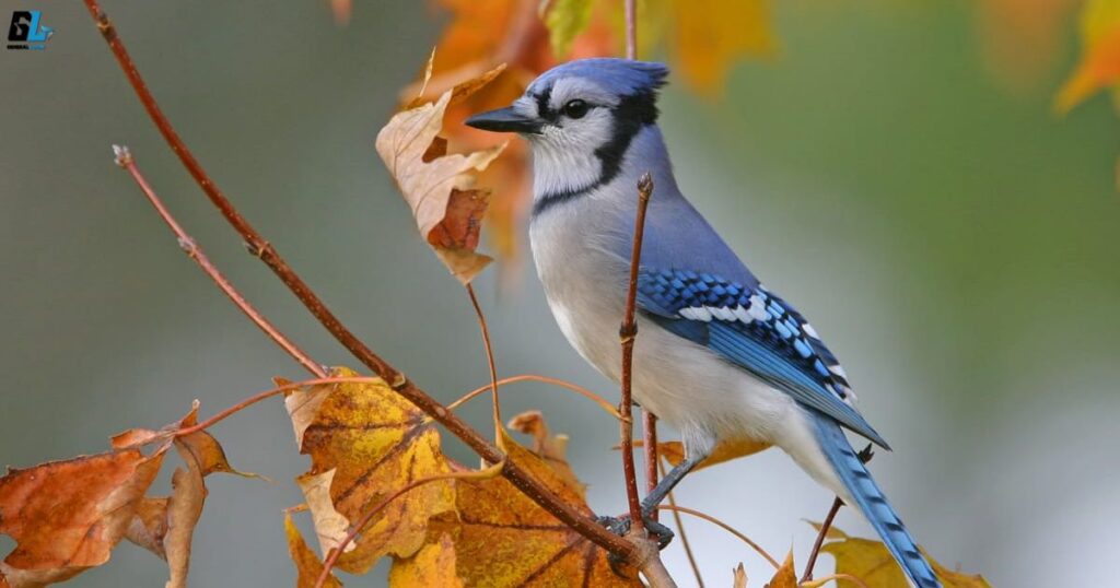 Overcoming Challenges with Blue Jay Wisdom