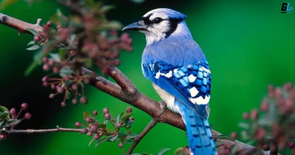 The significance of the Blue Jay's bright blue color