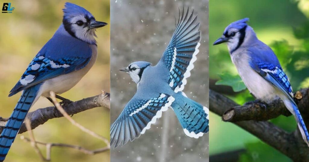 The Future of Blue Jay Spirituality